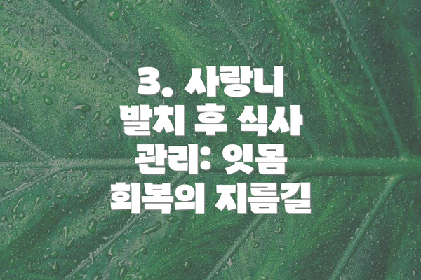 3. 사랑니 발치 후 식사 관리: 잇몸 회복의 지름길