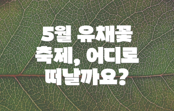 5월 유채꽃 축제, 어디로 떠날까요?